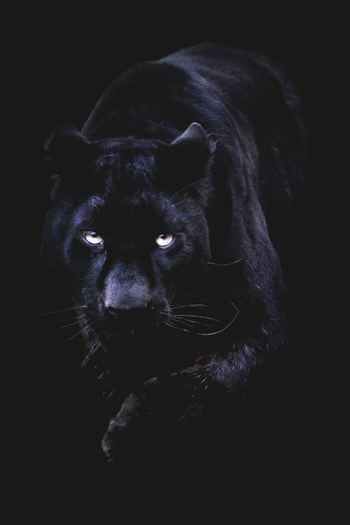 Леопард меланист