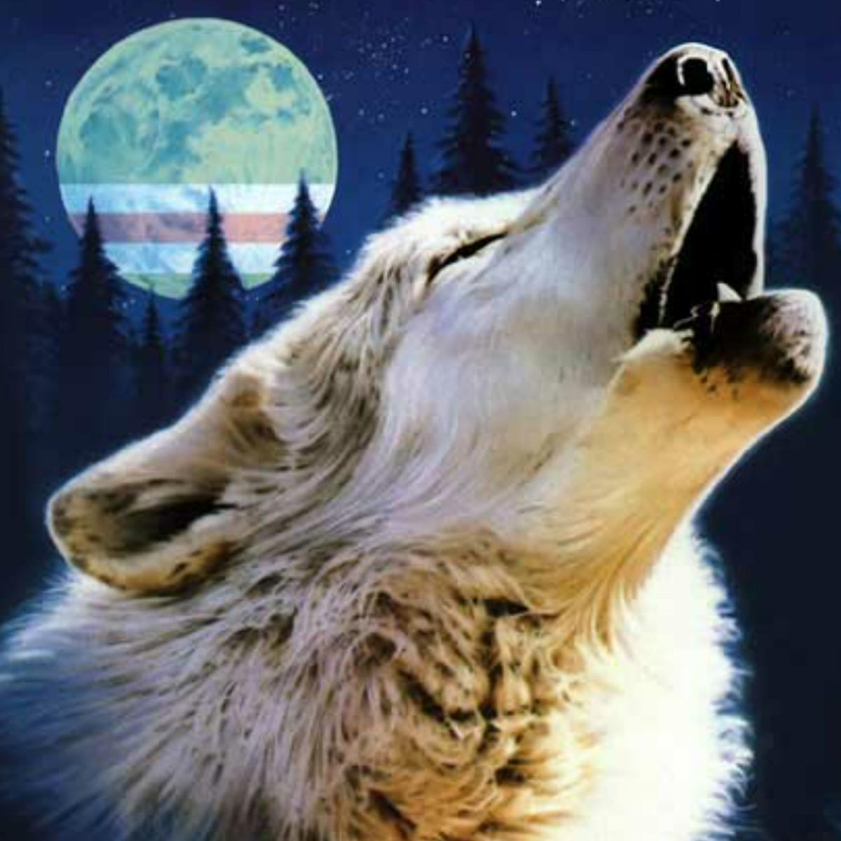 Чёрный волк воет на луну