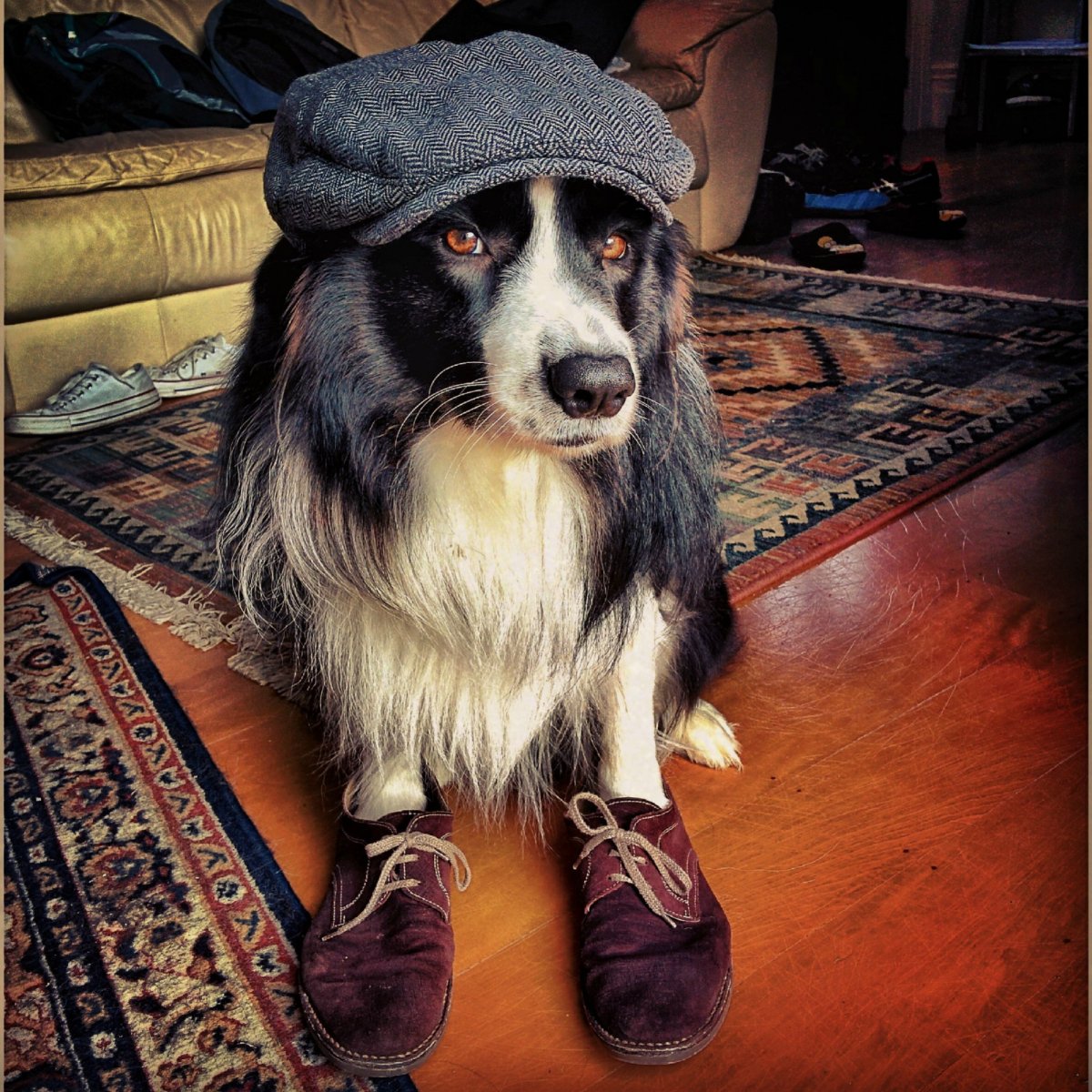 Собаки приколы с надписями