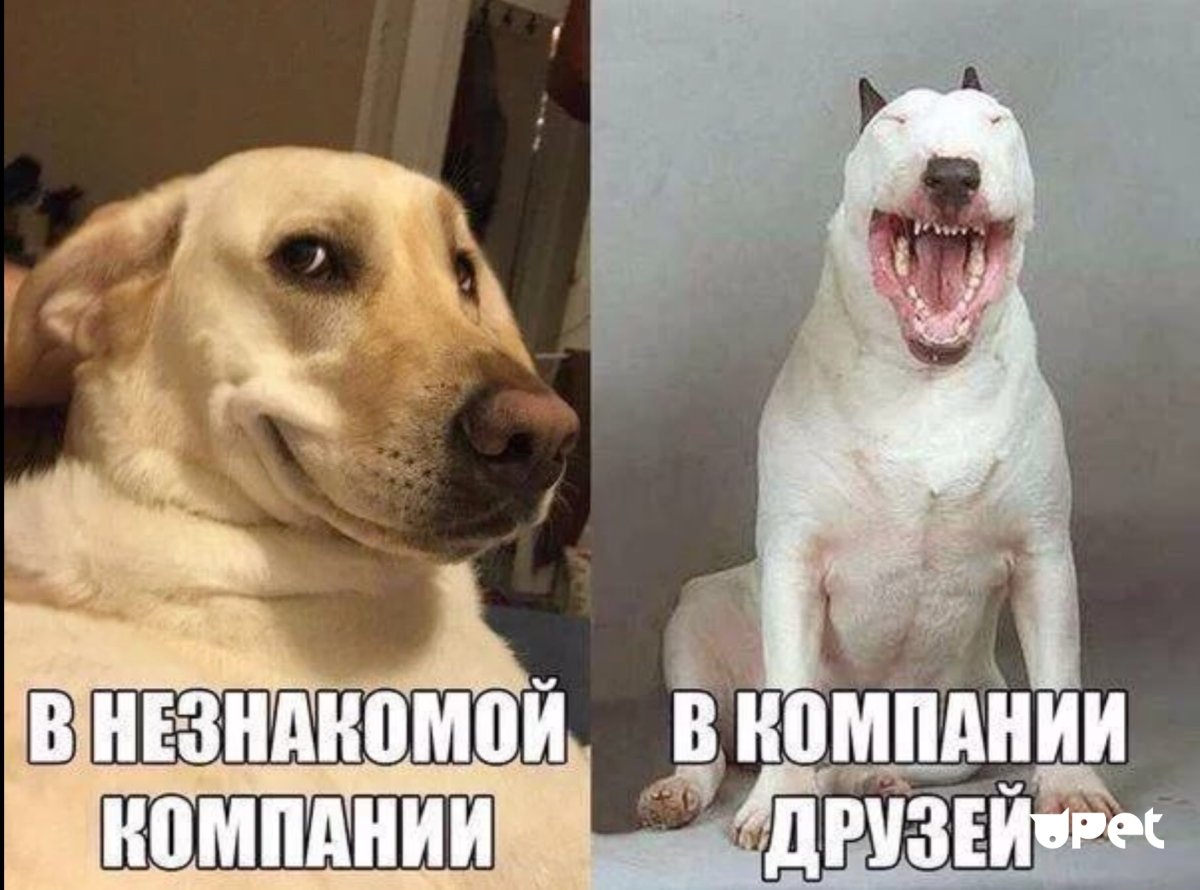 Прикольные картинки приколы