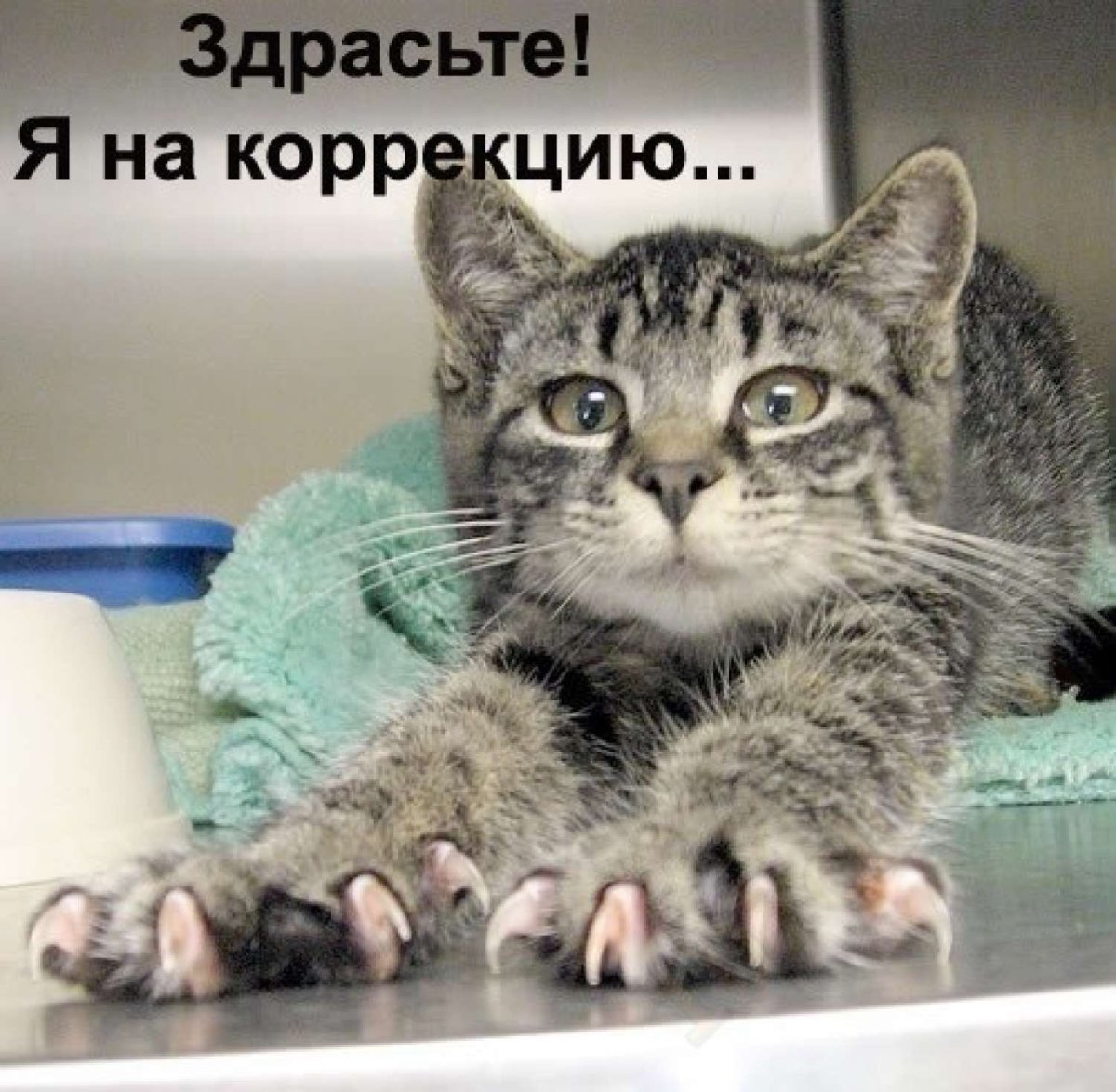 Кот с маникюром юмор