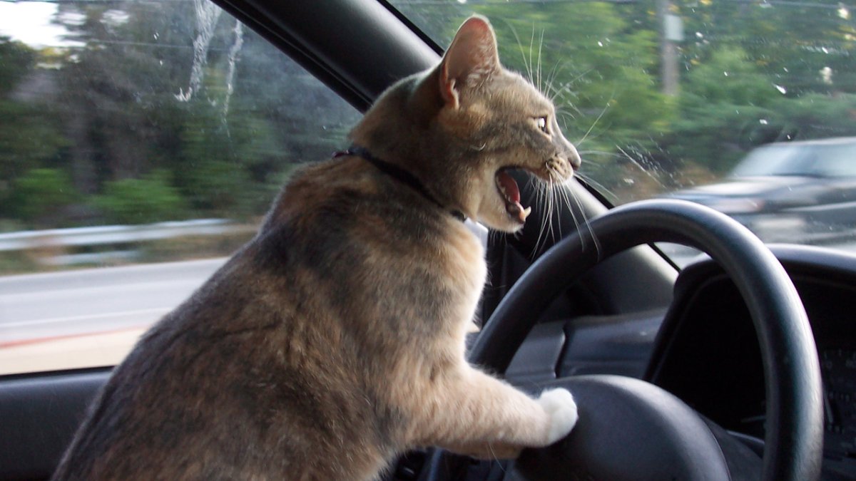 Кот водит машину