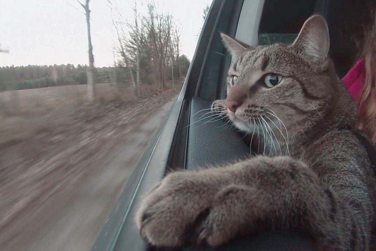 Забавные коты Алексея Долотова