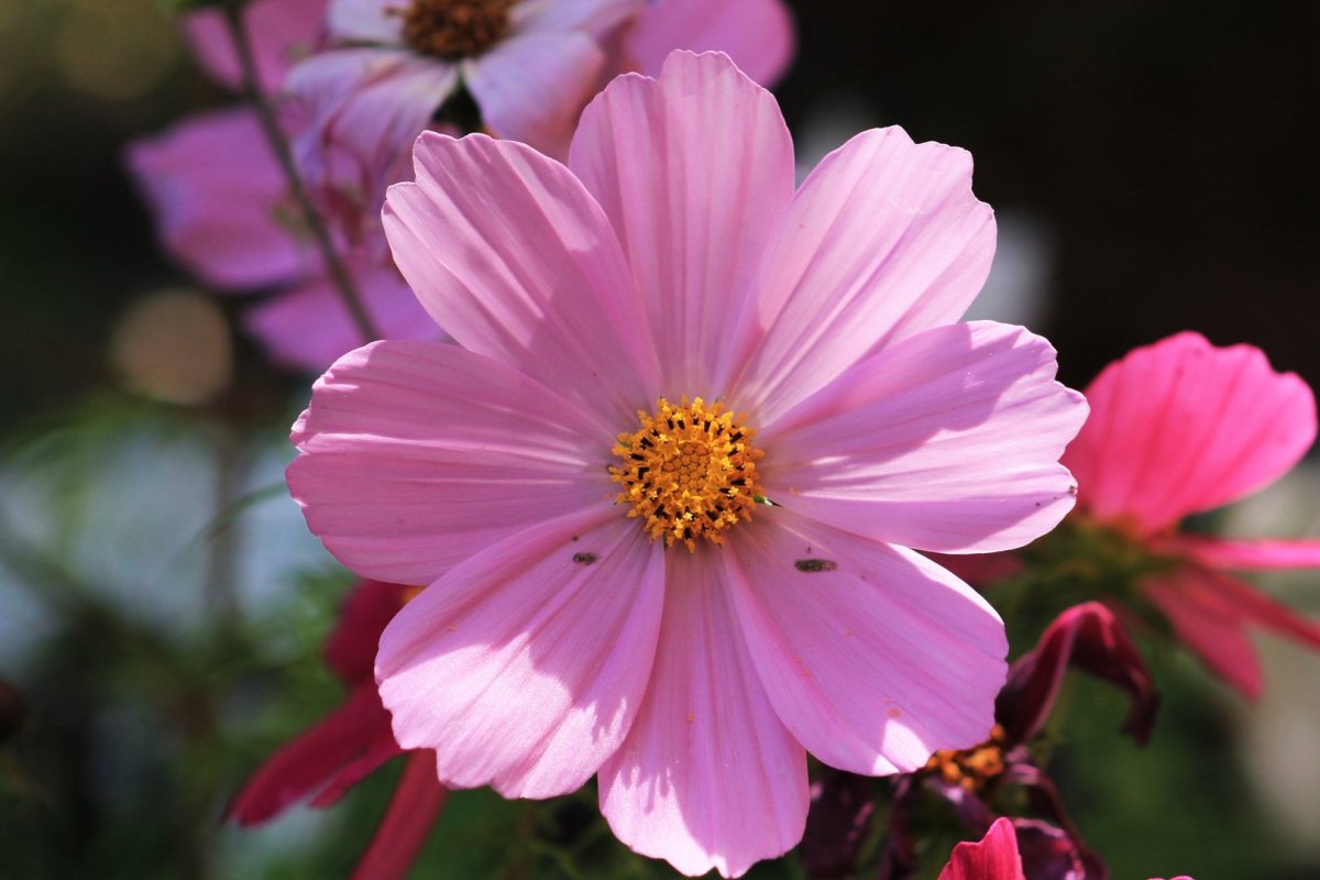 Космея гибридная