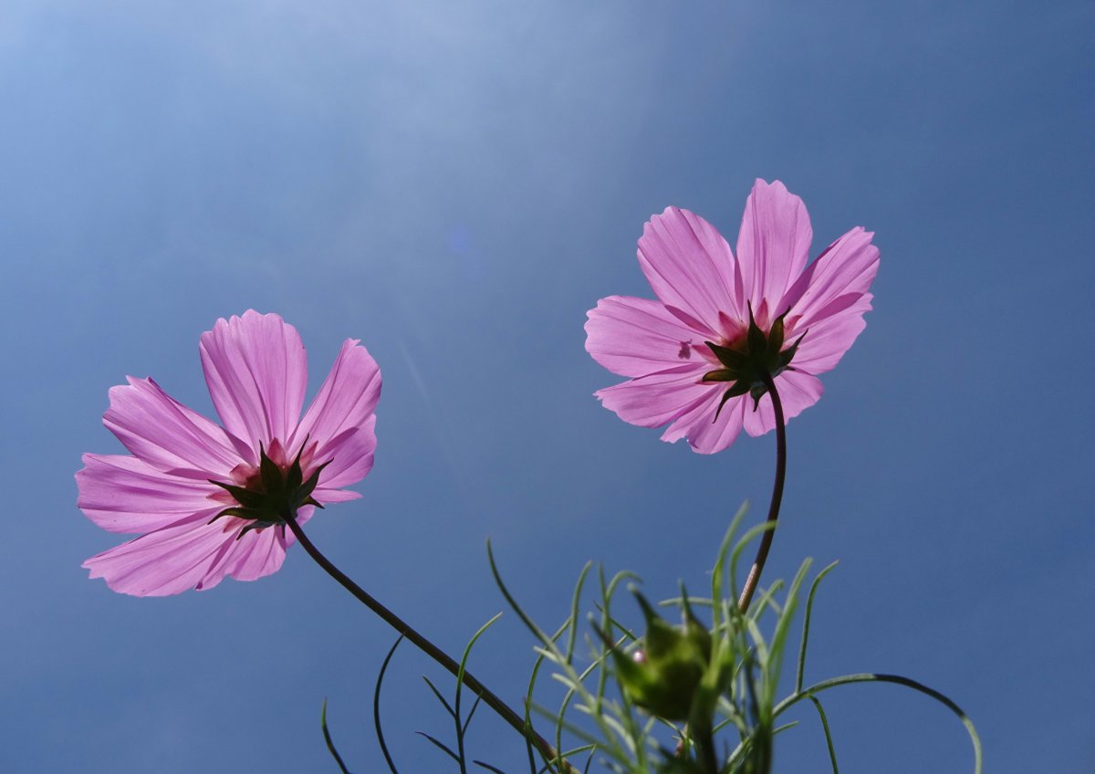 Космея цветы голубые