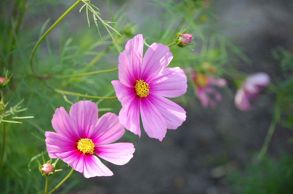 Космея пурпурная