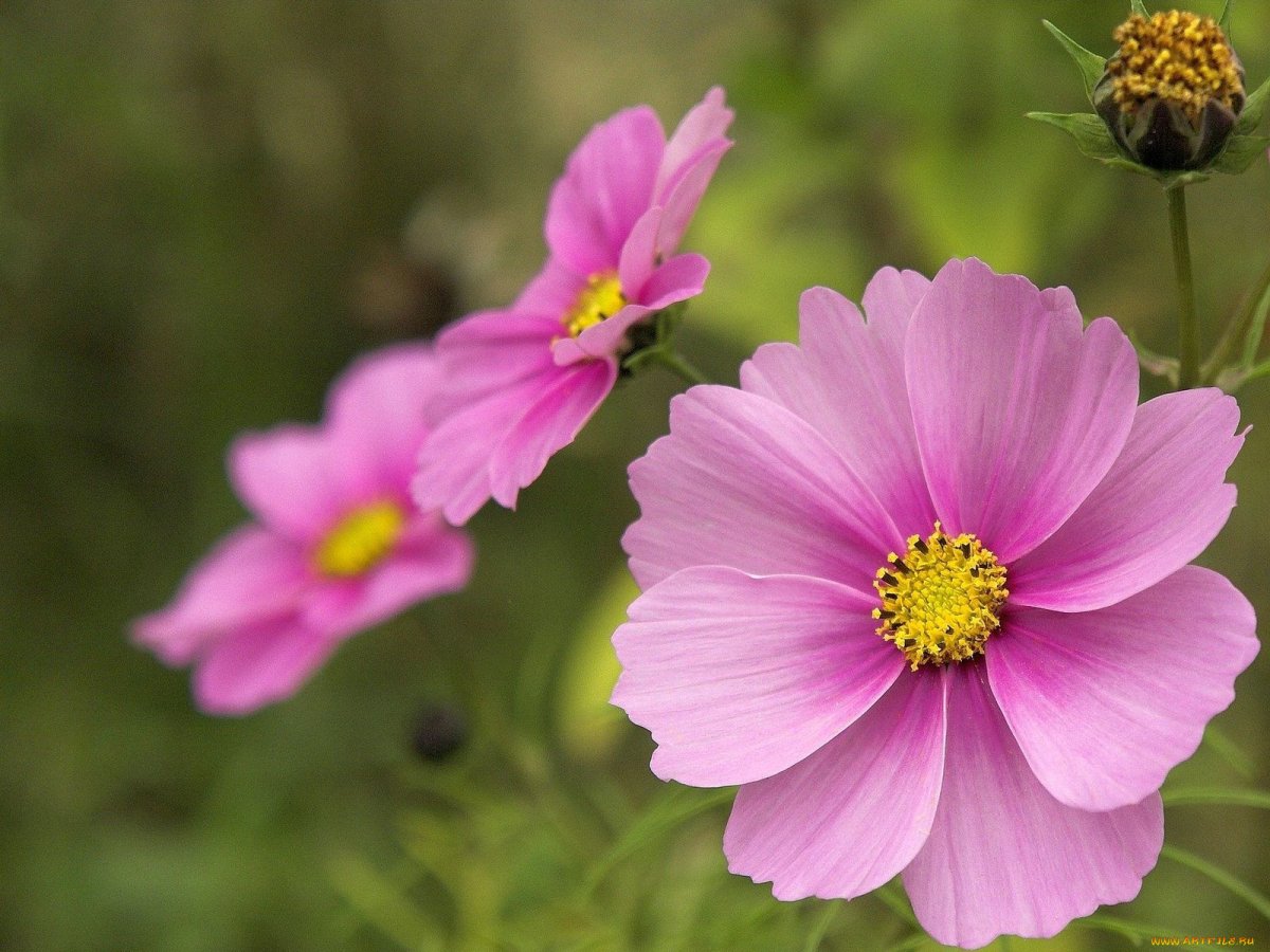 Космея японская