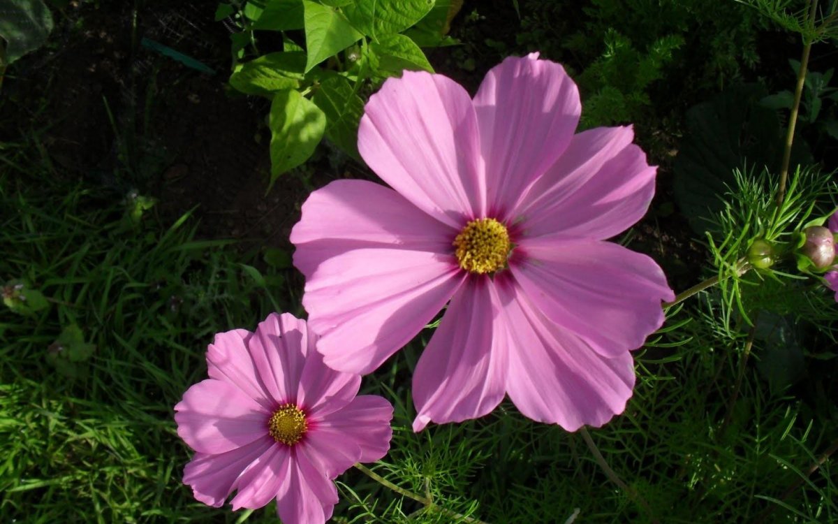 Космея гибридная