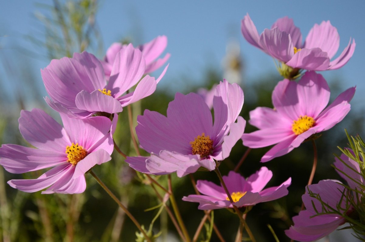 Космея цветок