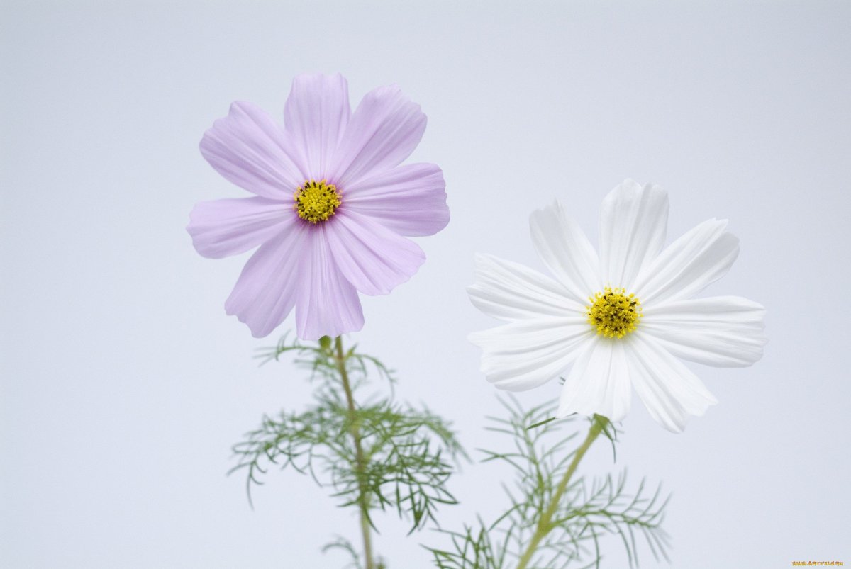 Космея белая букет