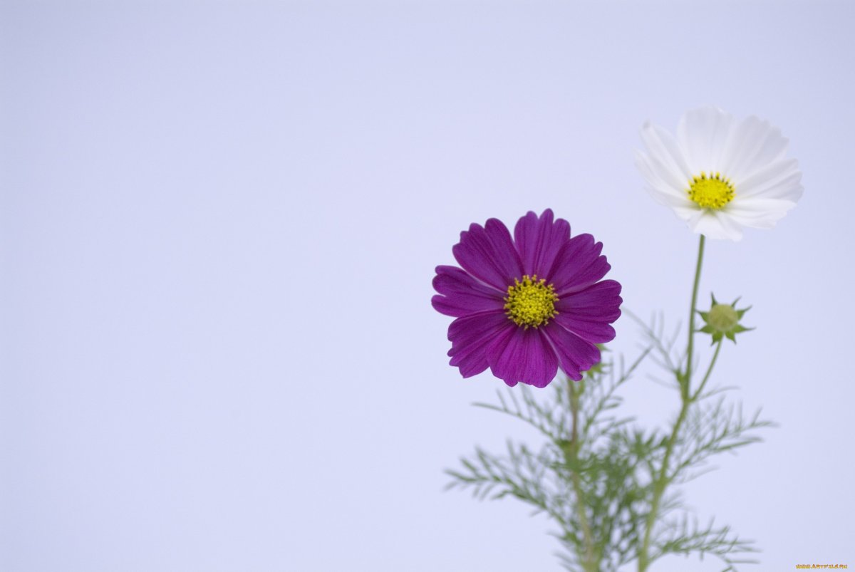 Космея цветок чашелистик