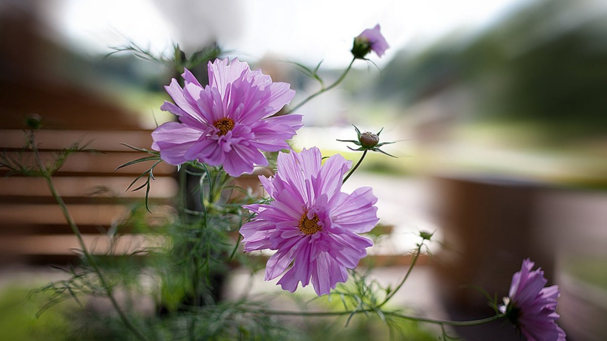 Ромашка космея махровая