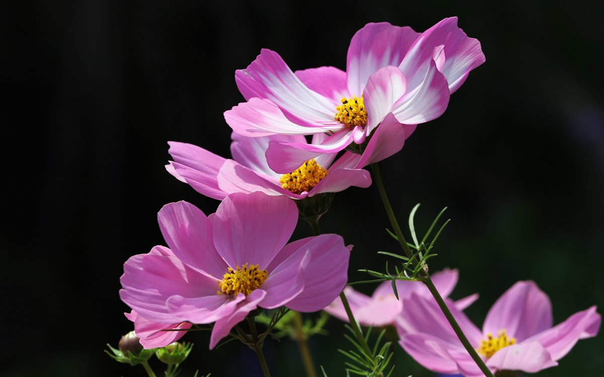 Космея Ариадна