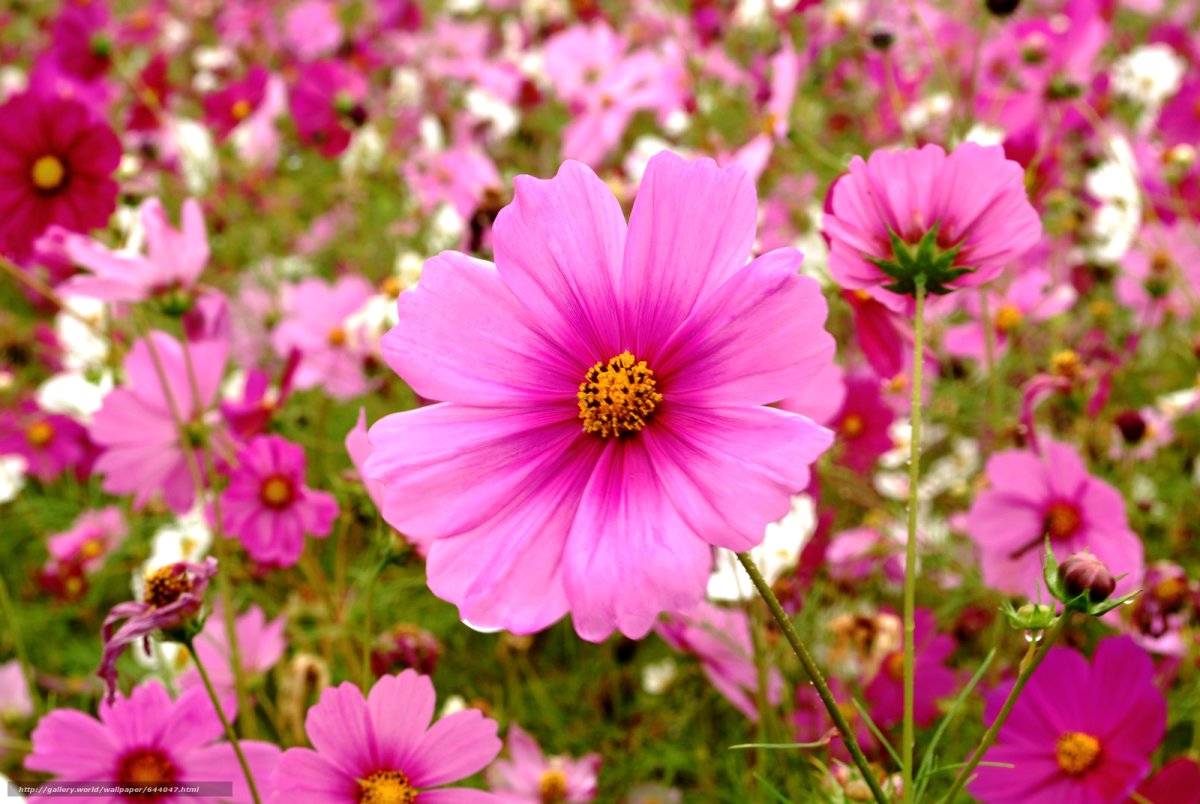 Космея Парадиз