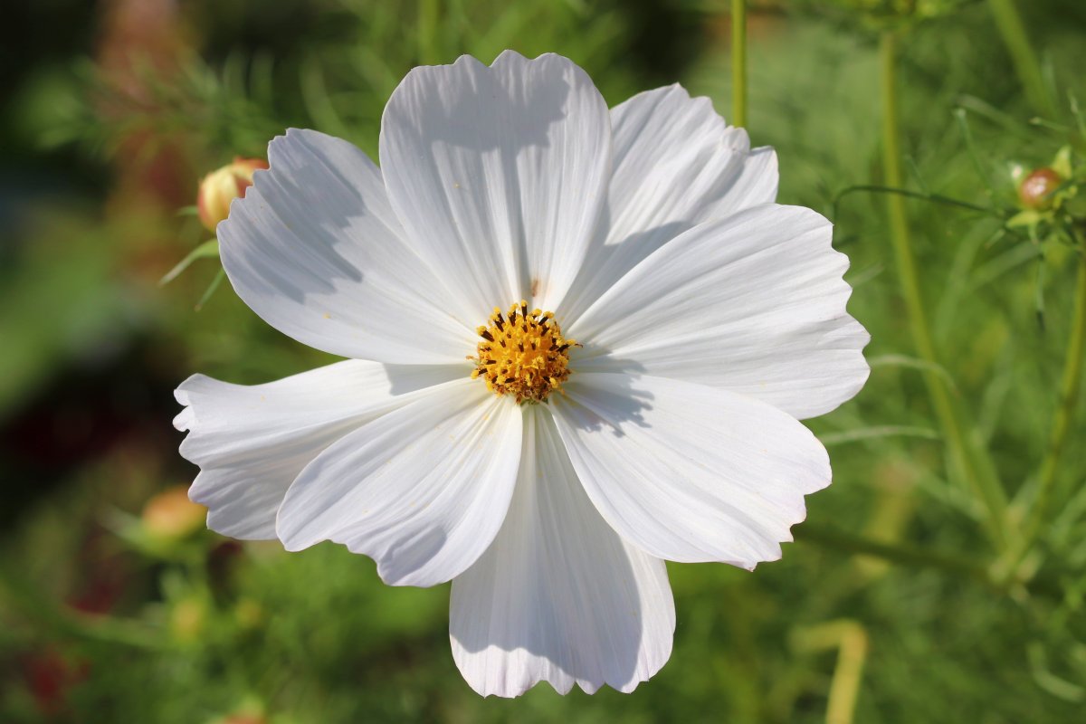 Космея Золотая Долина махровая