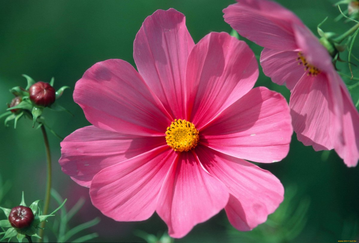 Космея оранжевая махровая