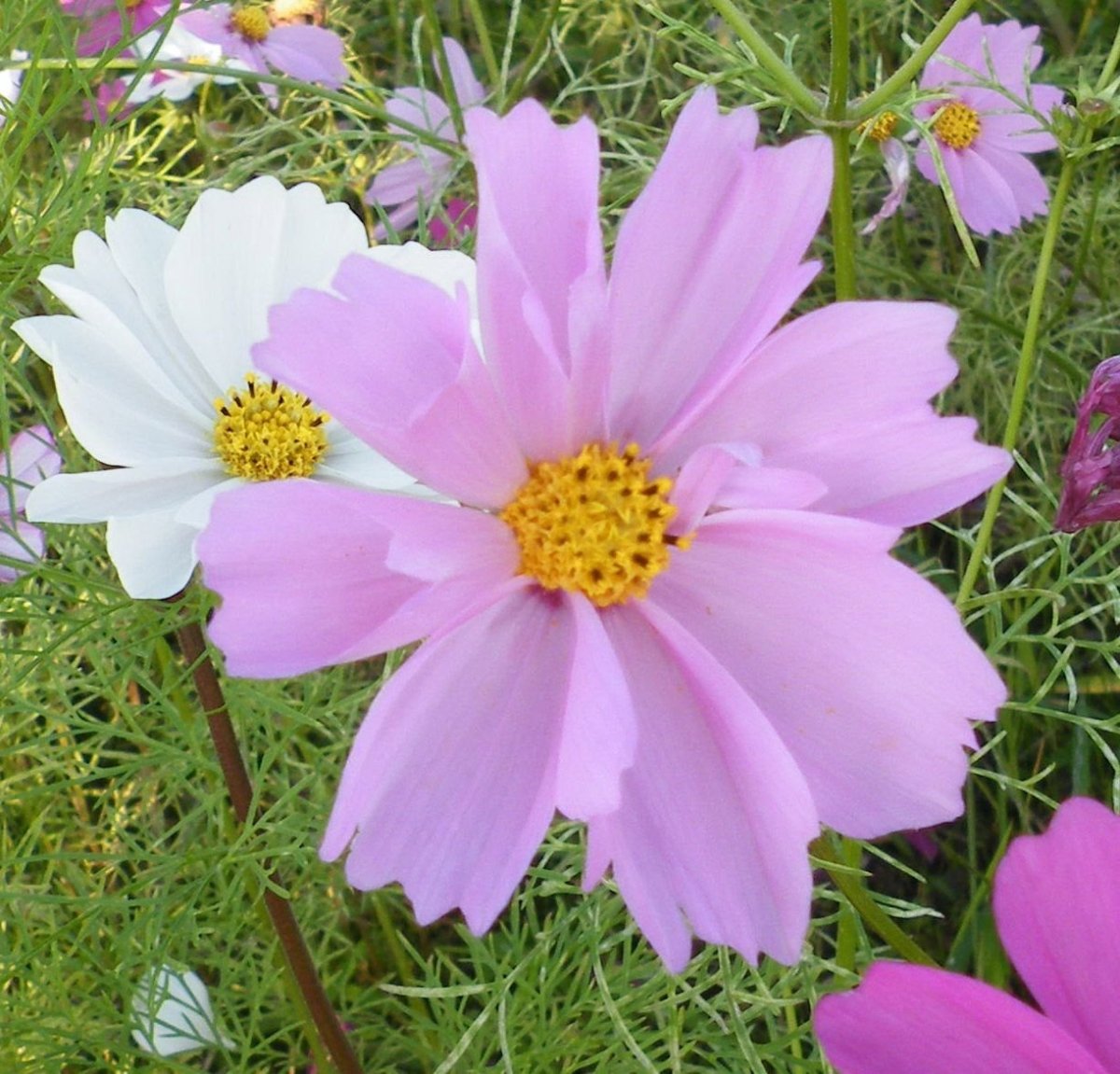 Космея дваждыперистая