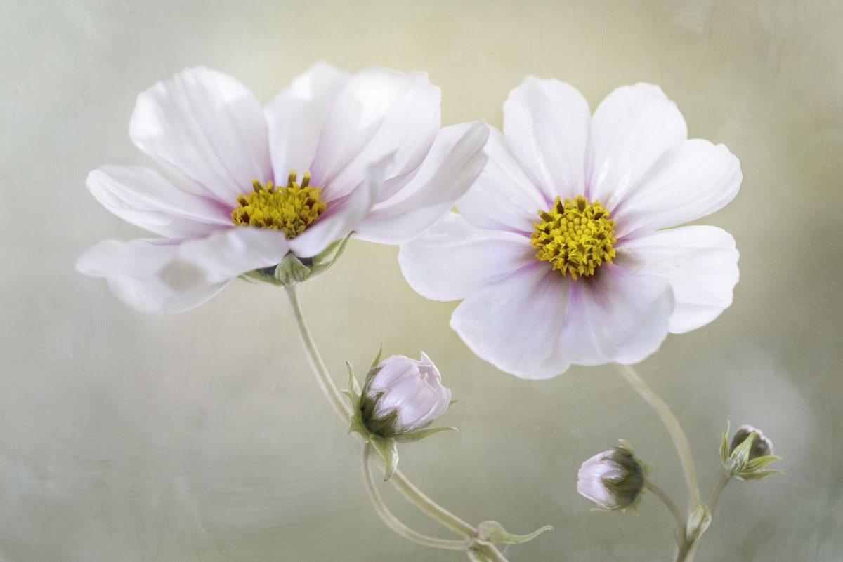 Космея Элегант белая ветвь