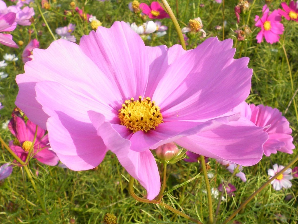 Однолетники космея