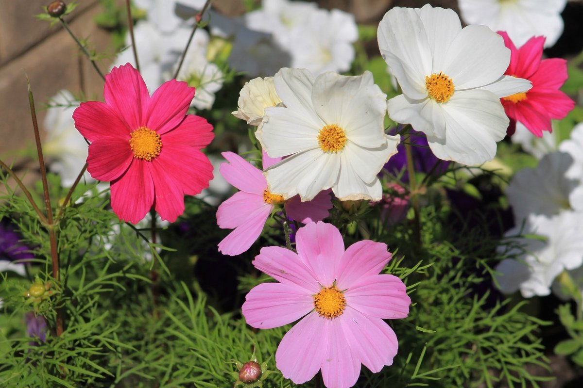 Космея Альба