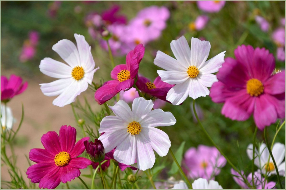 Космея белая Соната