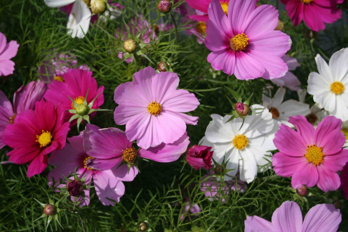 Однолетники космея