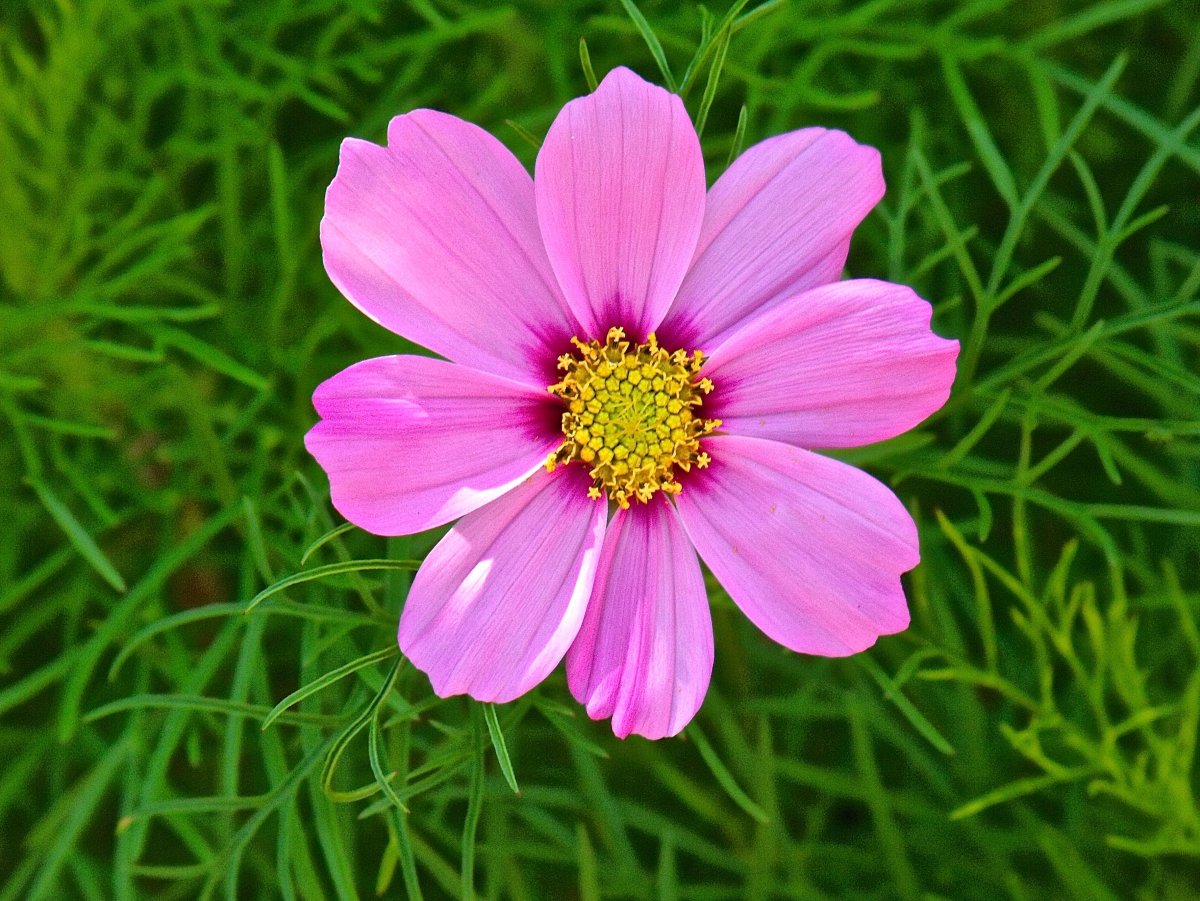 Космея обыкновенная