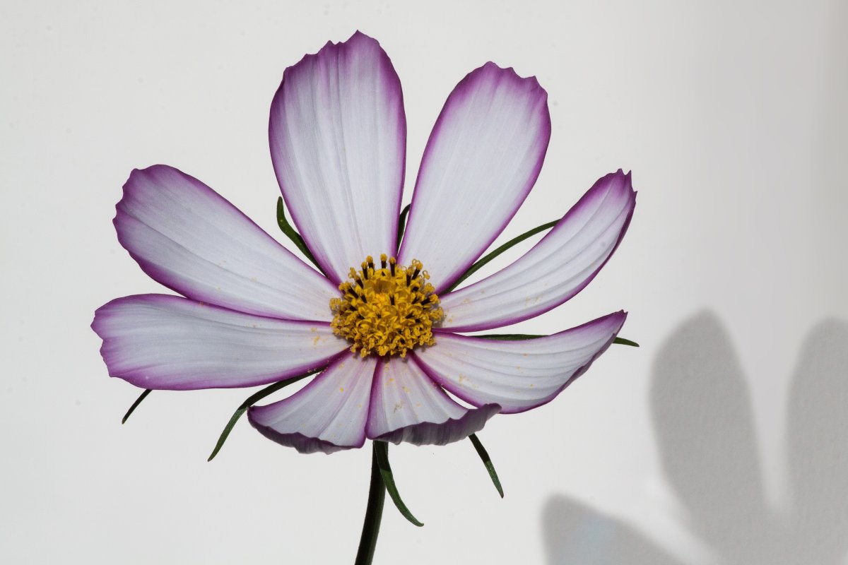 Космея плод ботаника