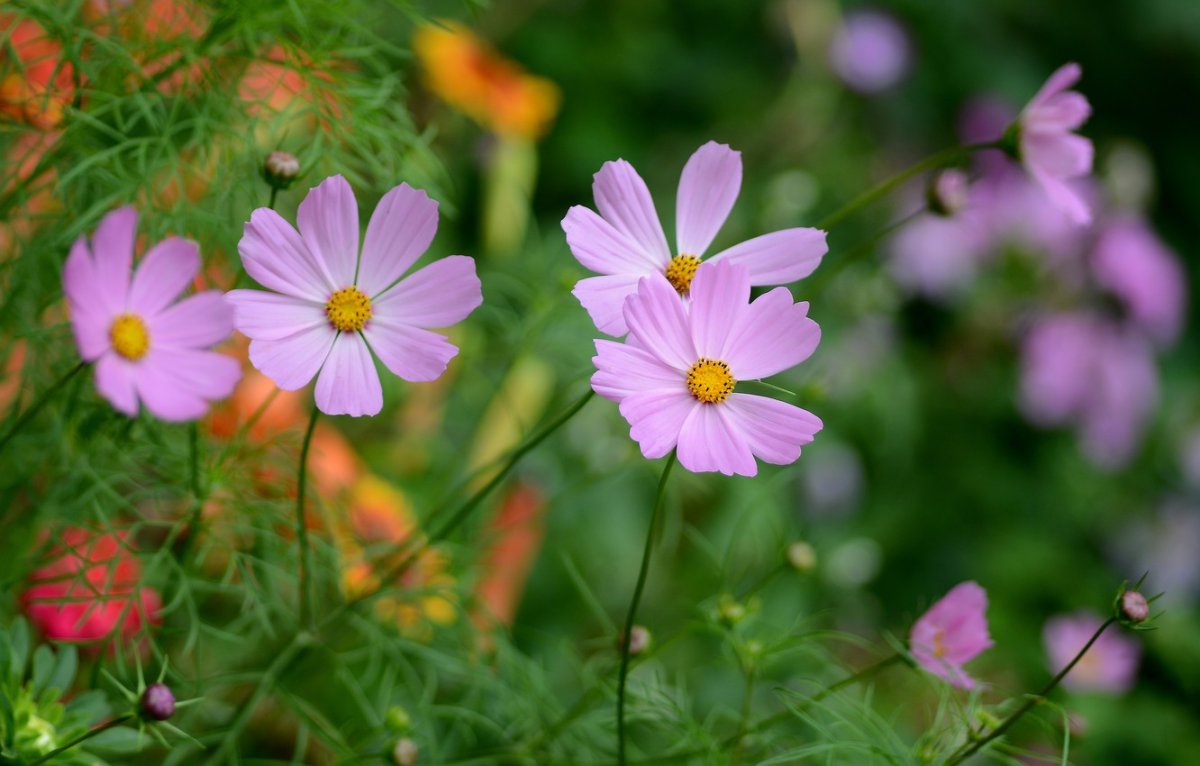 Космея лимонная