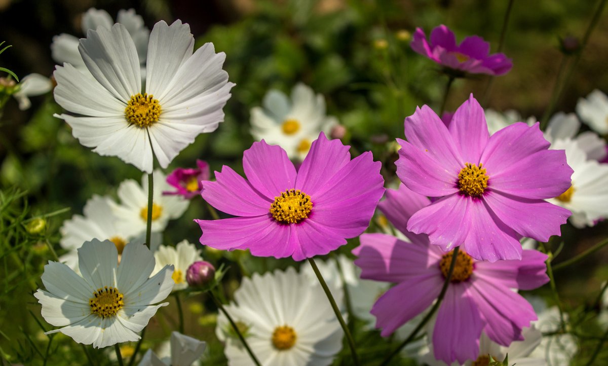 Космея Вега карликовая