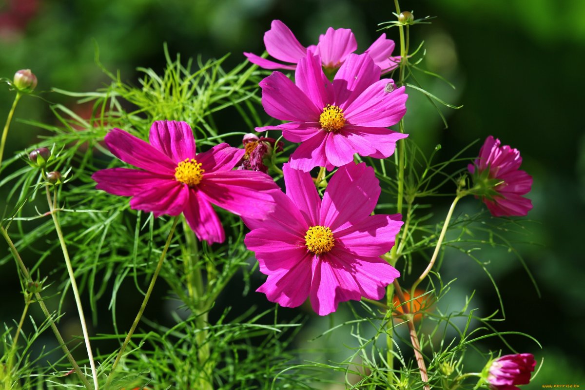 Однолетники космея