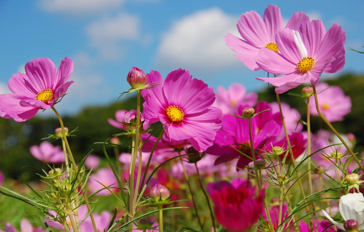 Космея розовая