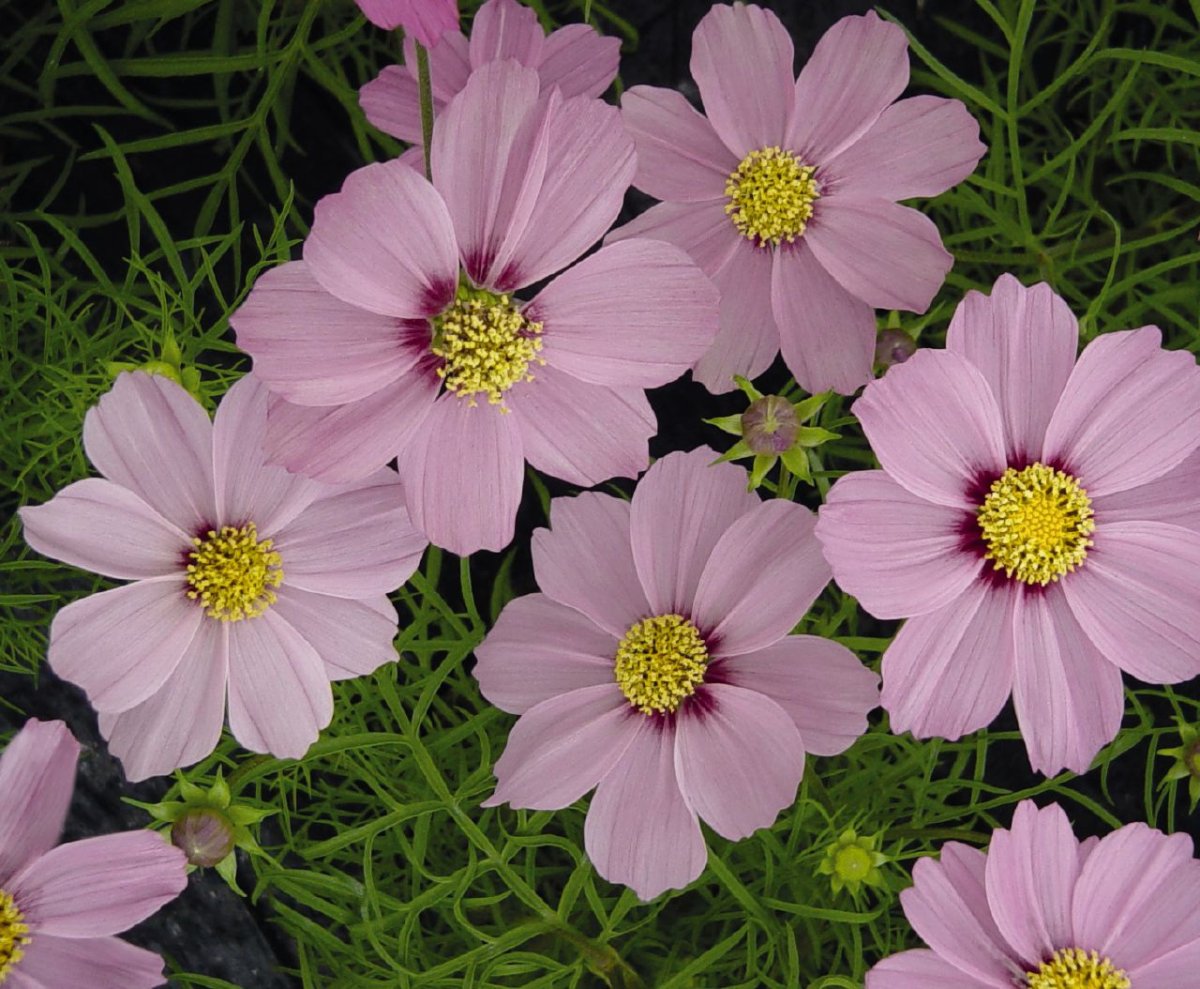 Космея bipinnatus