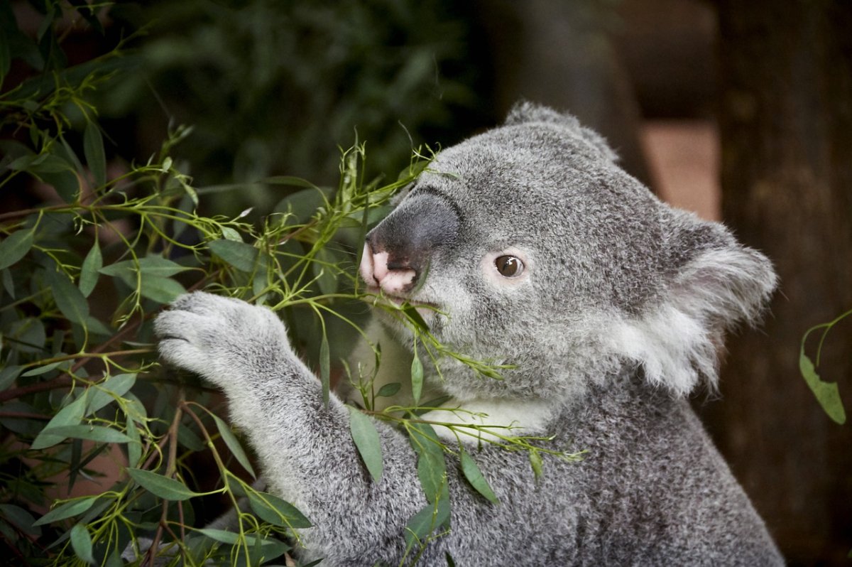 Коалы кенгуру и эму