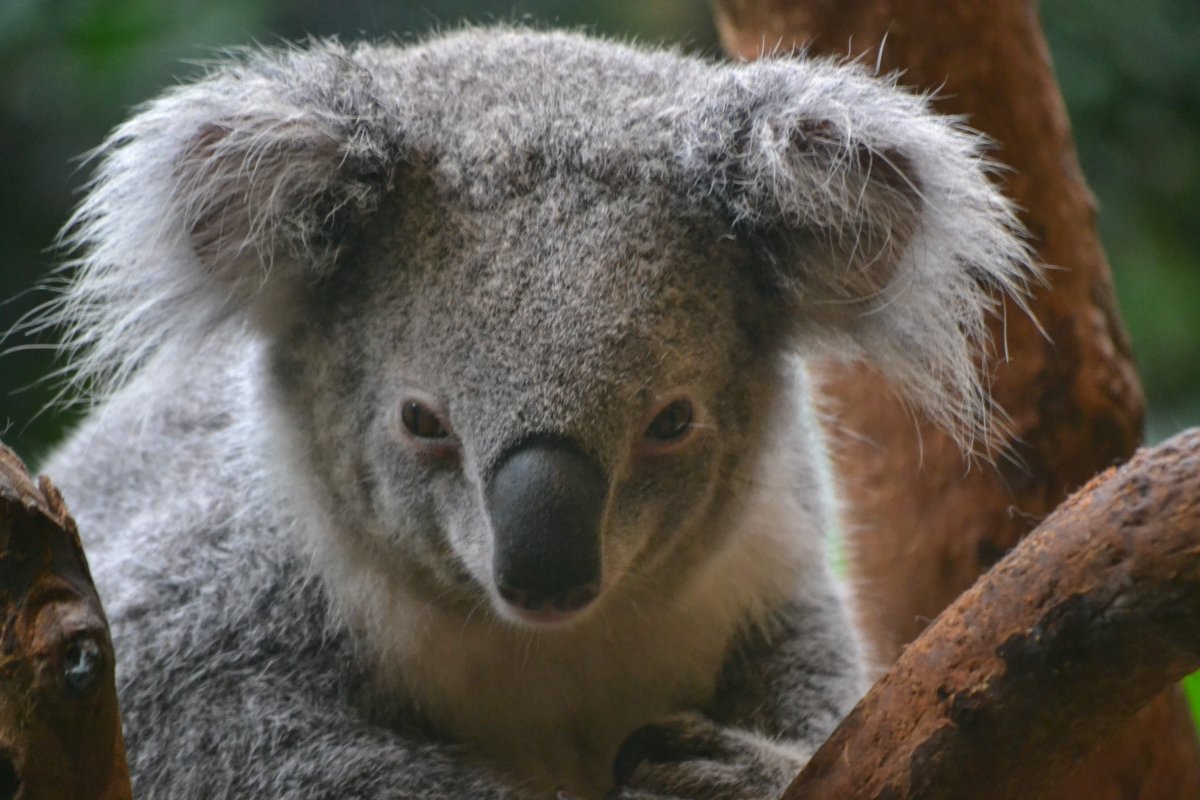 Злая мокрая коала