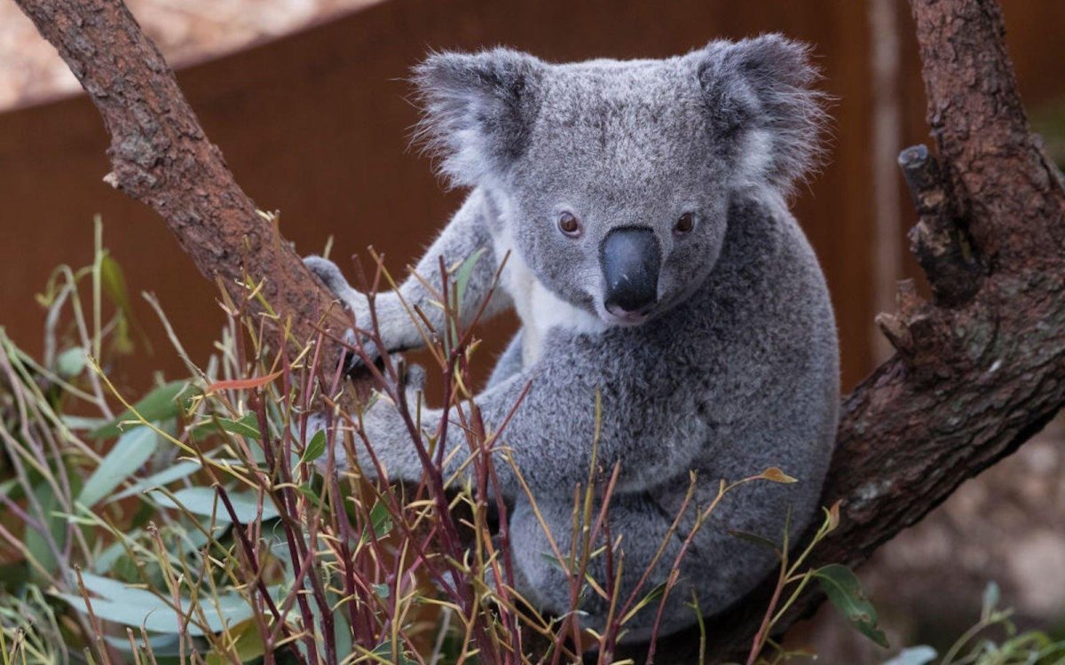 Коала на рабочий стол