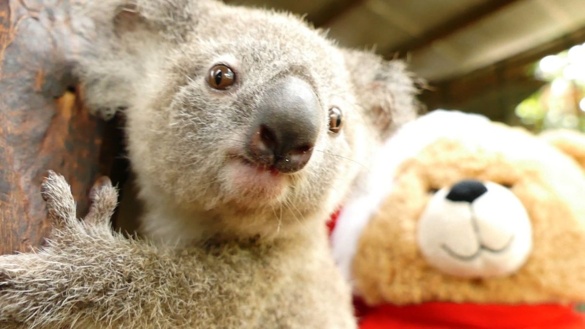 Смешная коала