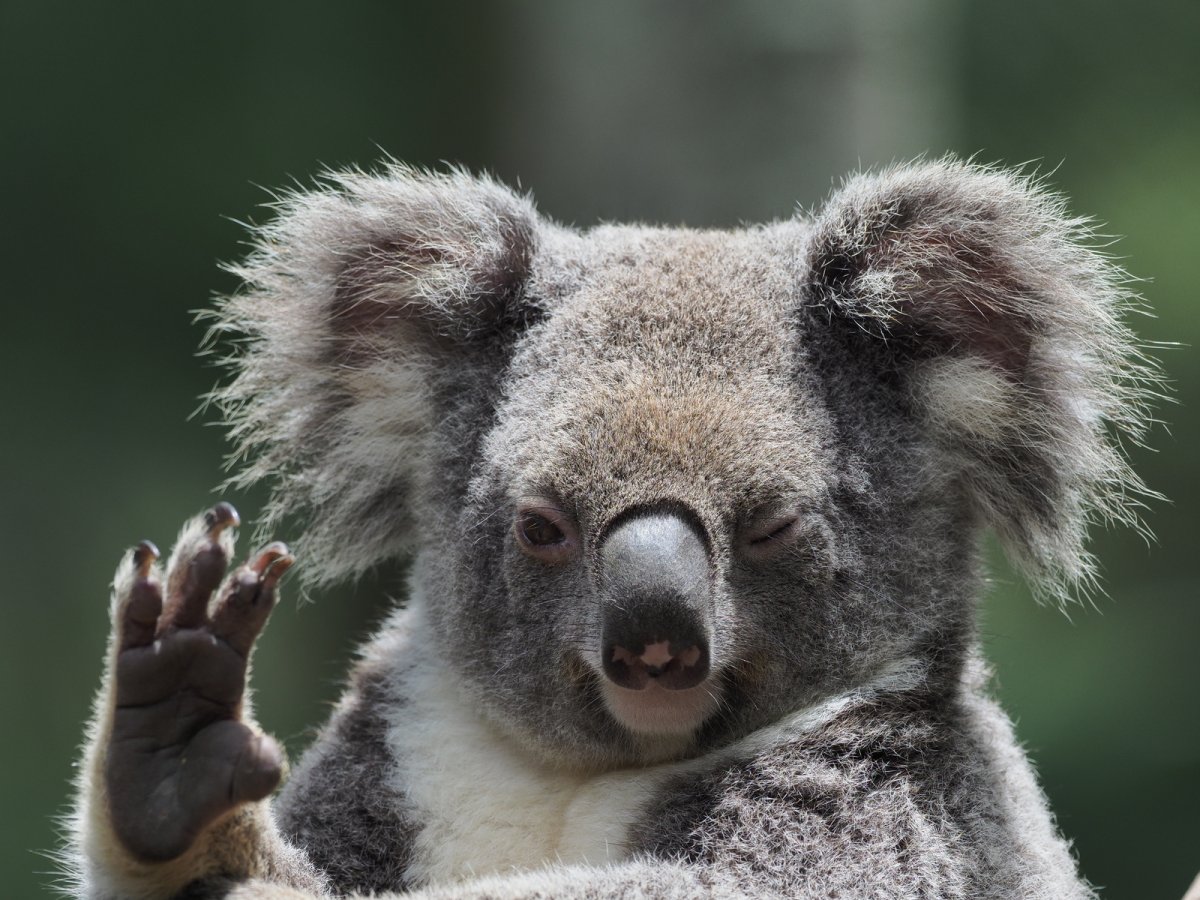 Коала какает