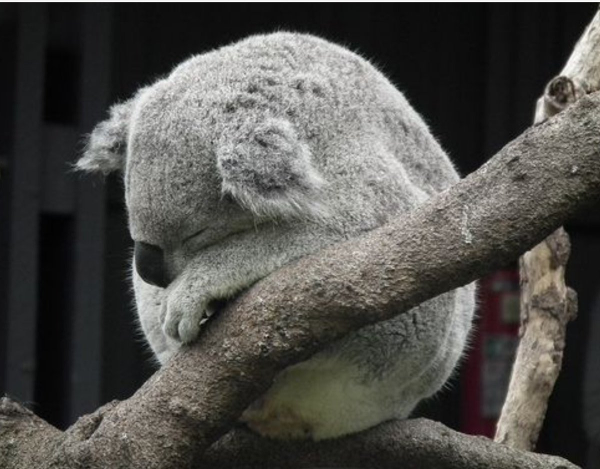 Бурая коала