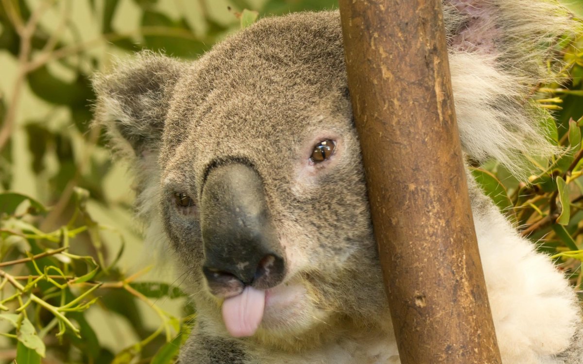 Коала улыбается