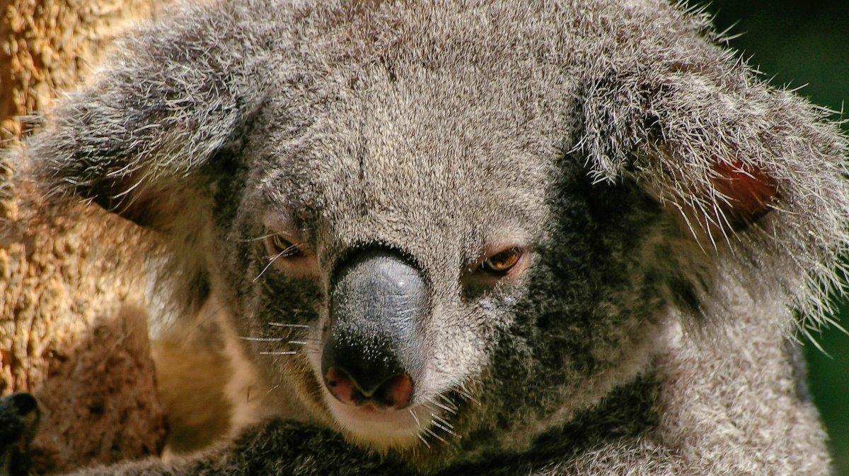 Коала держится за ногу