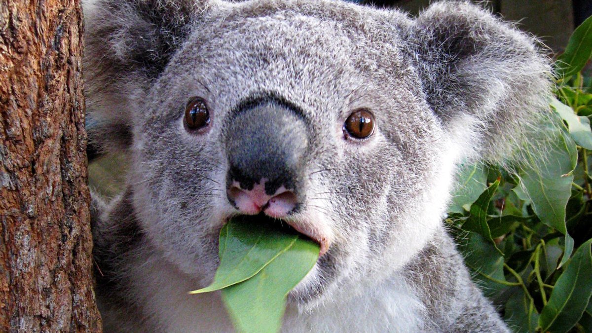 Коала спит фото