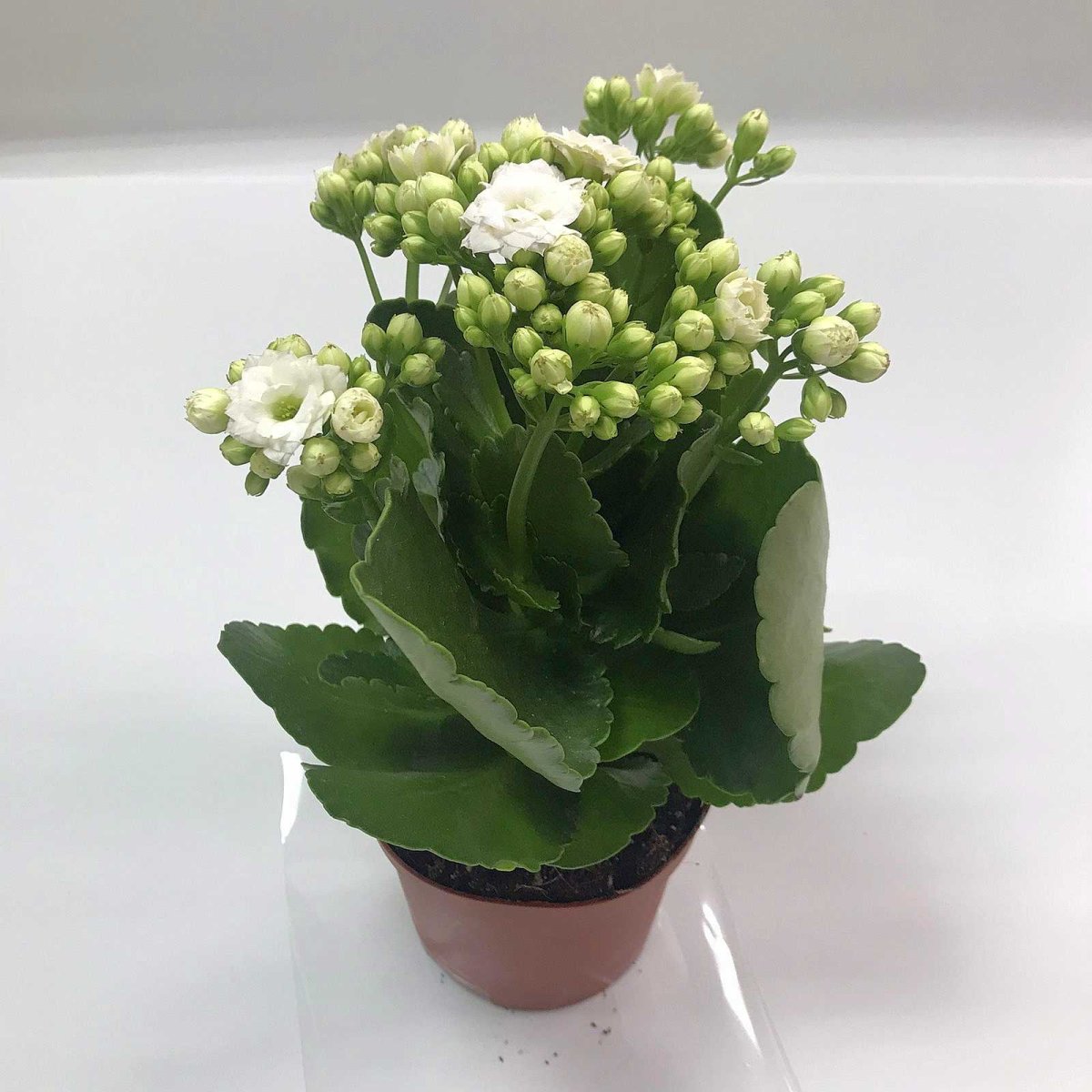 Каланхоэ бриофиллум