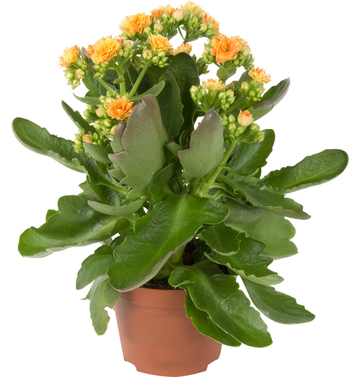 Каланхоэ Блоссфельда каландива Грандива