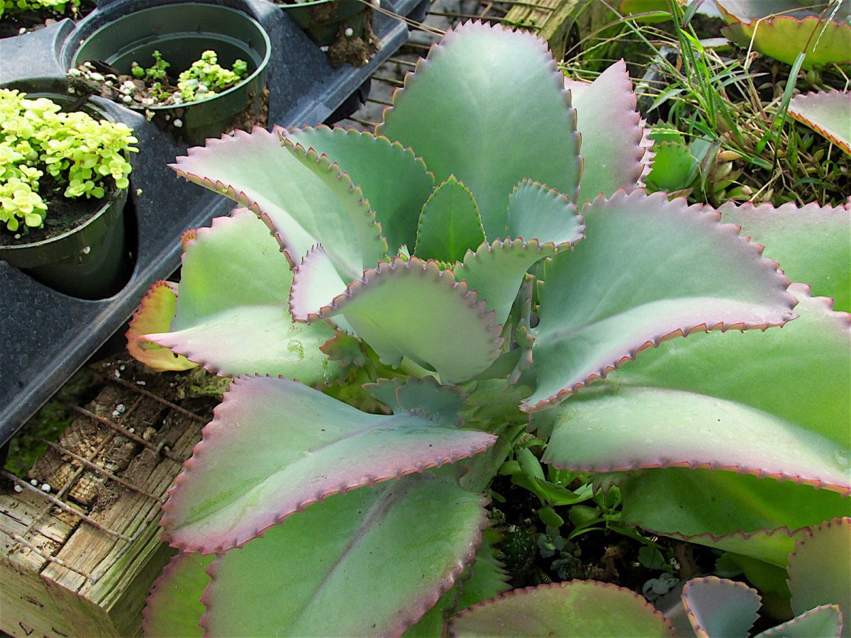 Растения «каланхоэ каландива