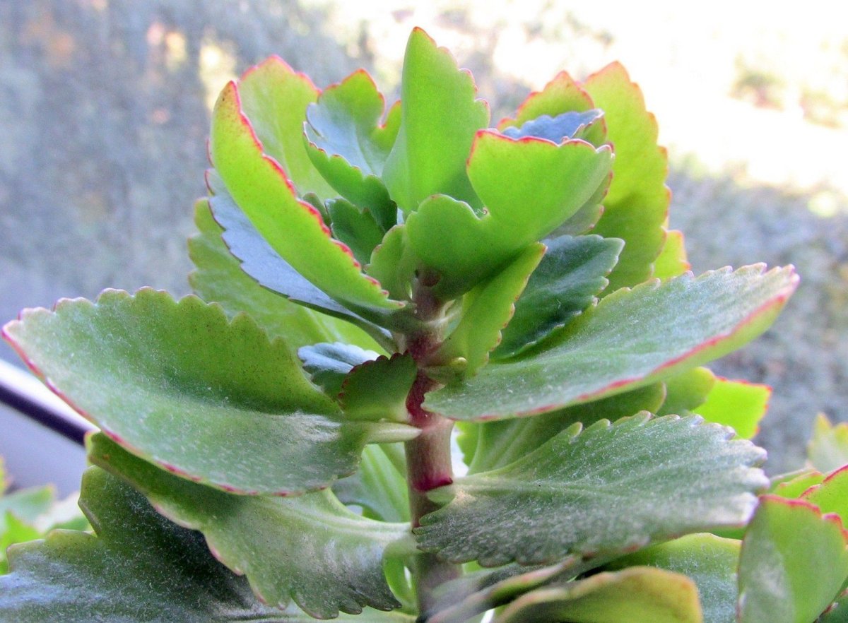 Девушка с каланхоэ