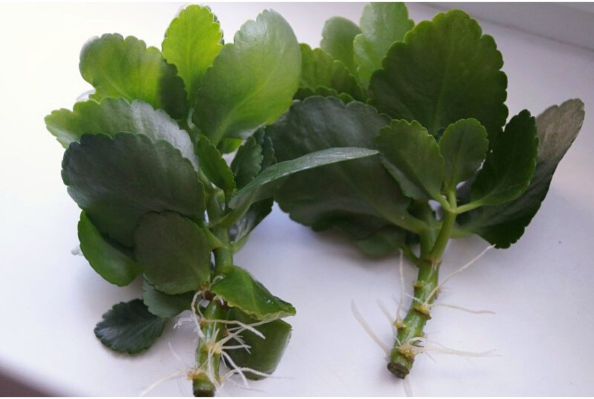 Kalanchoe pinnata цветы