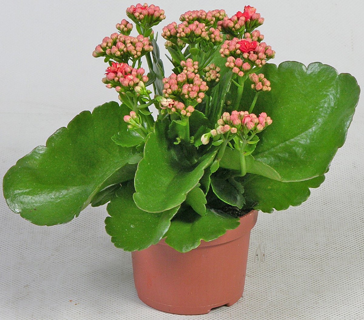 Каланхоэ Блоссфельда белая