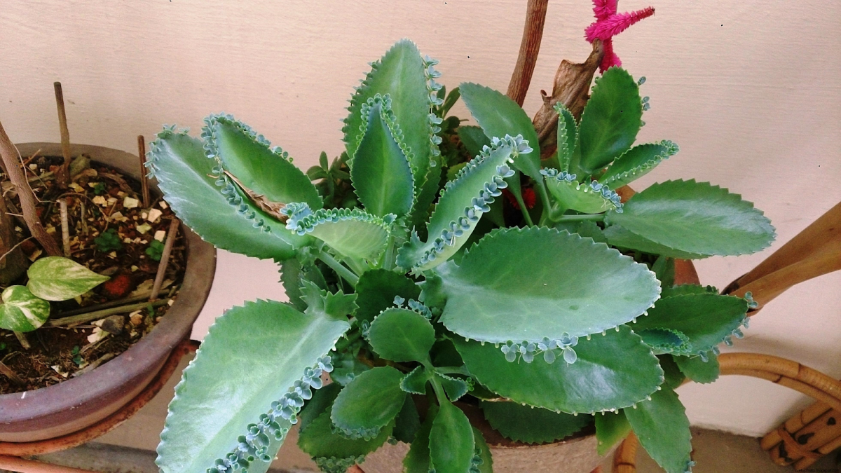 Каланхоэ Грин листные