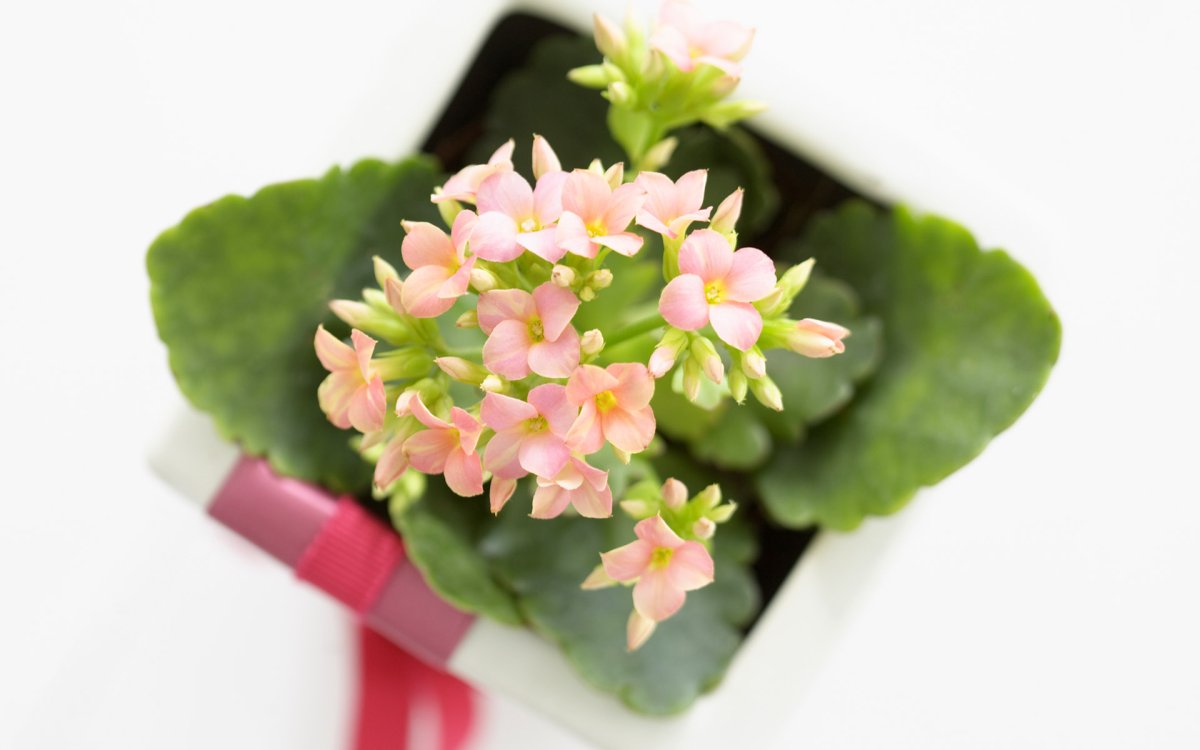 Каланхоэ брахилоба